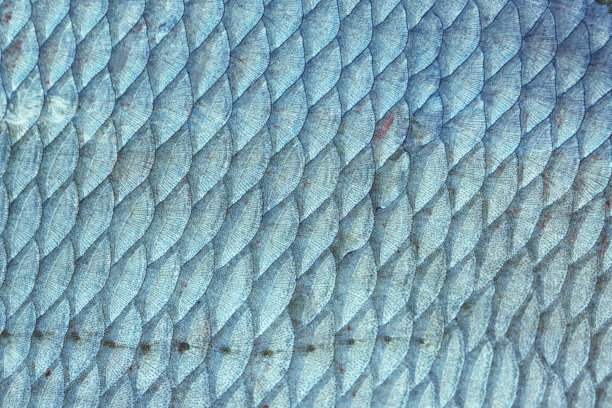 鱼纹底纹