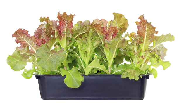 lactuca