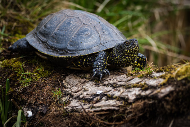 turtle