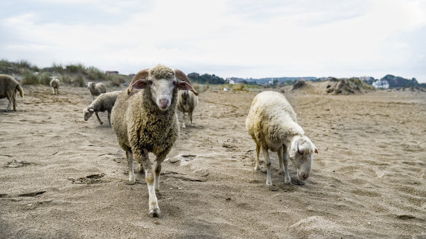 草原日落牧场羊群