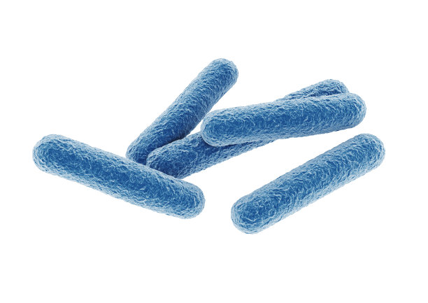 bacteria