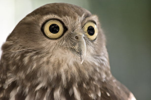 strix
