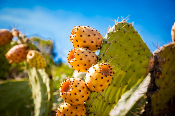 cactus