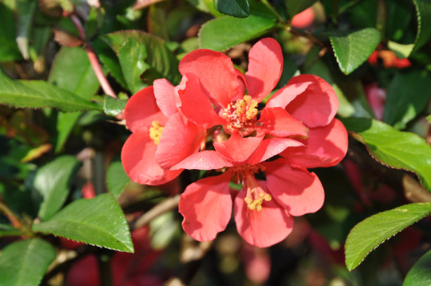 chaenomeles