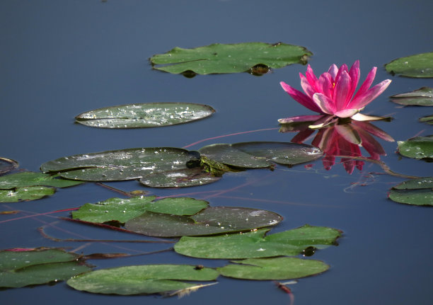 青蛙花纹