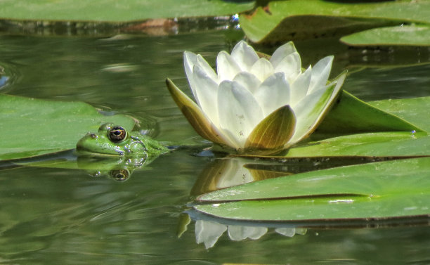 青蛙花纹