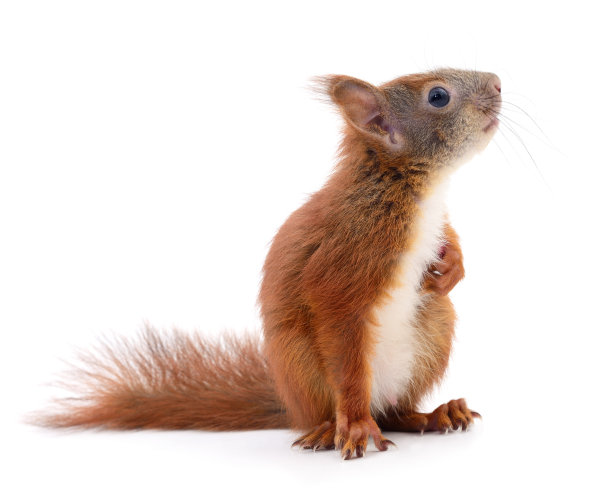 squirrel