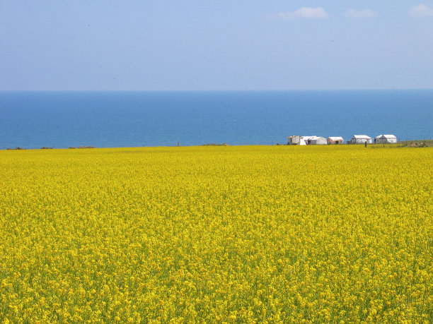 青海湖畔的油菜花田