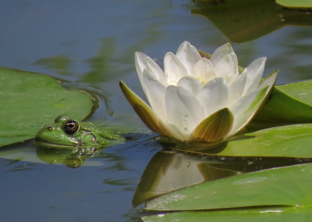 青蛙花纹