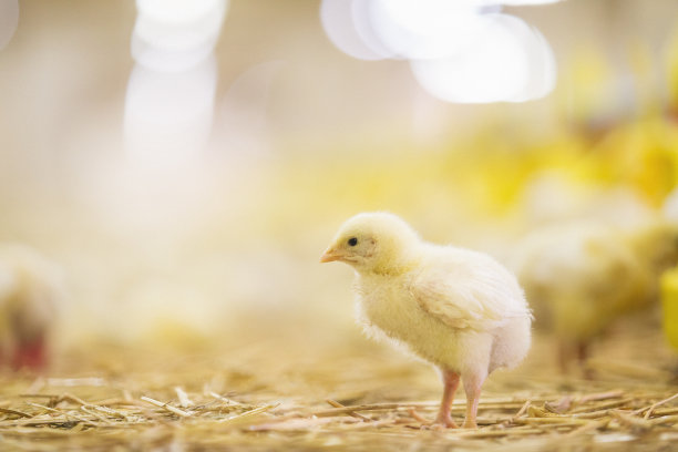 chick
