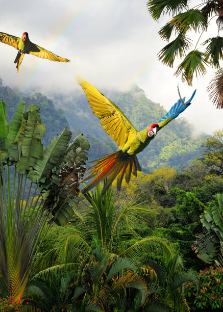 avian