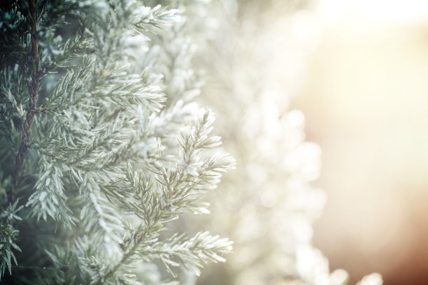 雪中松树