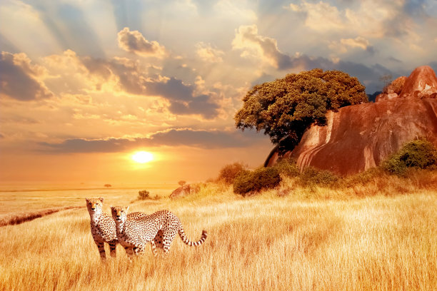 wildlife