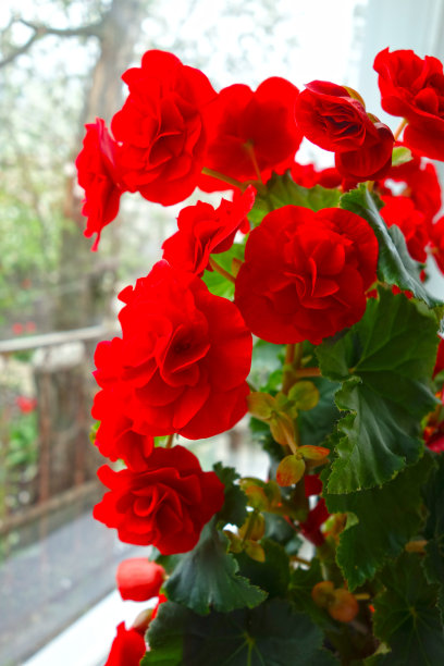 begonia