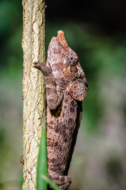 chamaeleon