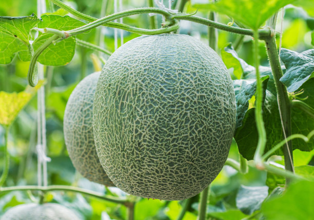 cantaloupe
