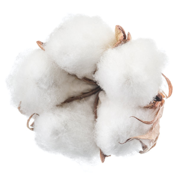 cotton