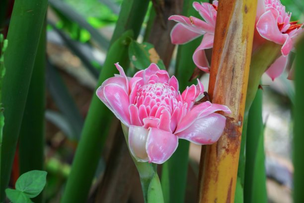 芳香的,烹调,枝繁叶茂