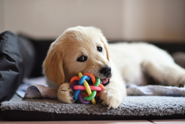 doggy