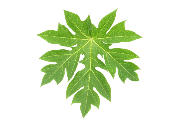 papaya