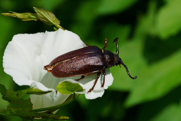 beetles