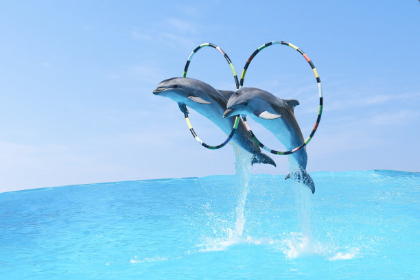 海豚节目