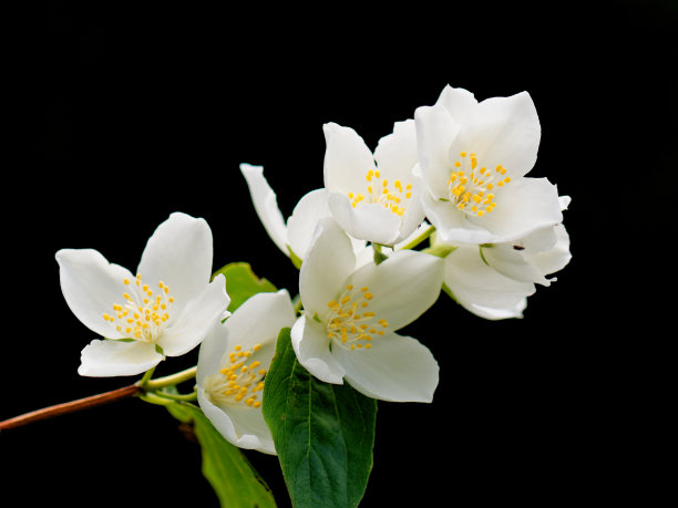 jasmine