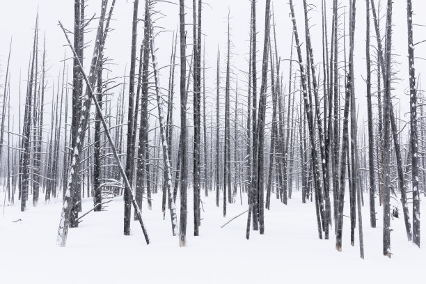 下雪的小树林