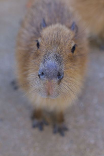capybara