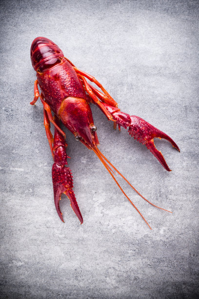 mudbugs