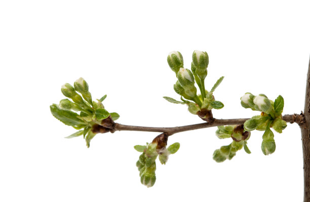 budding