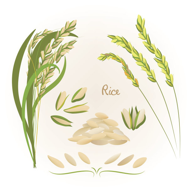 水稻标志