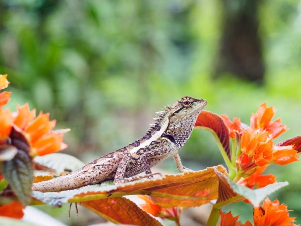 chamaeleon