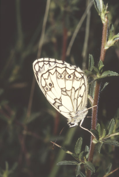 大理石条纹粉蝶