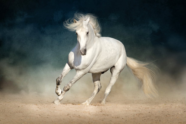 horse