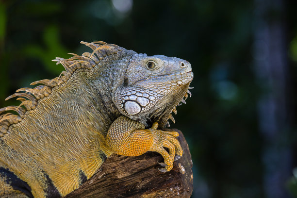 reptilia