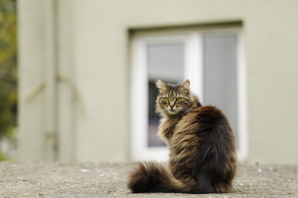 stray