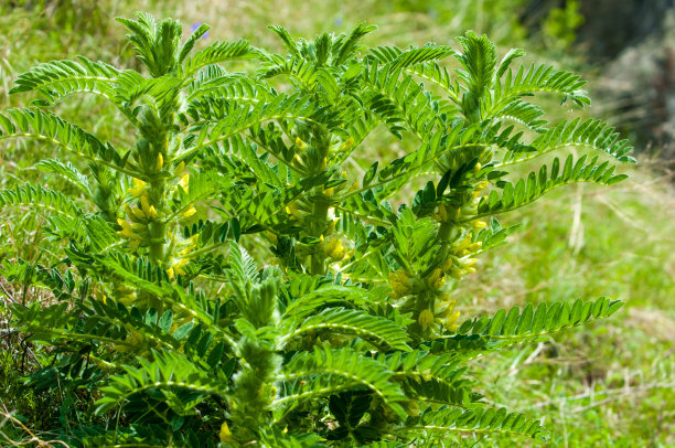 野生植物,黄芪