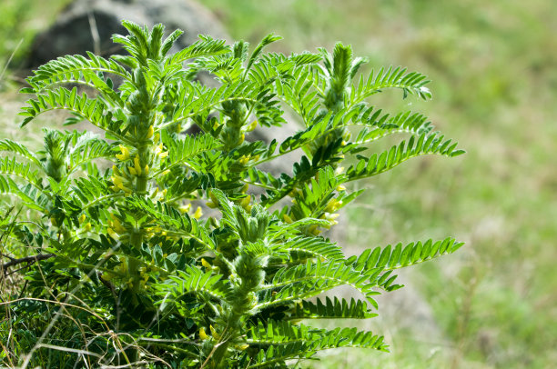 野生植物,黄芪