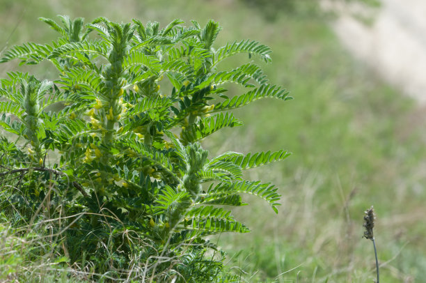 野生植物,黄芪