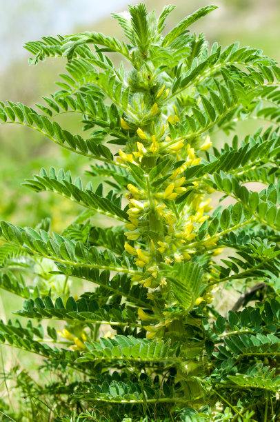 野生植物,黄芪