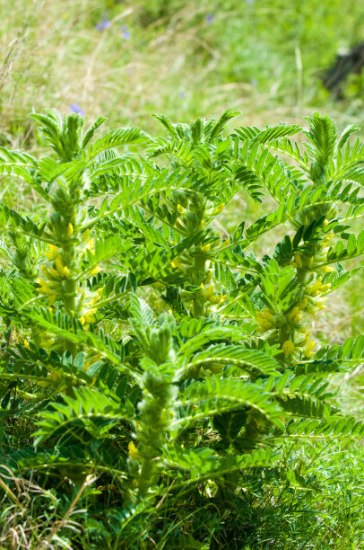 野生植物,黄芪