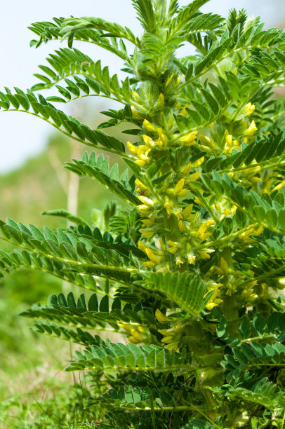 野生植物,黄芪