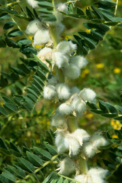 野生植物,黄芪