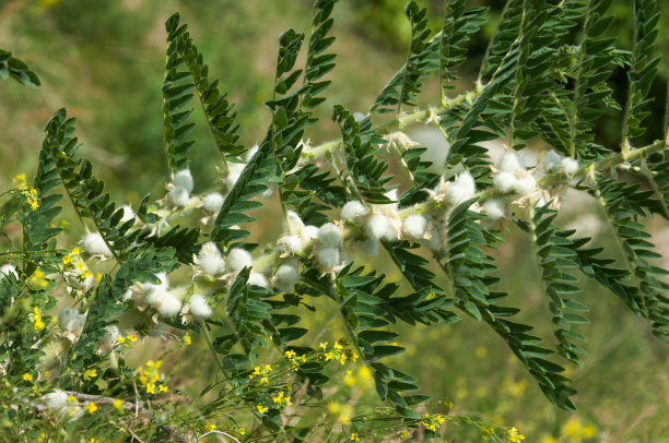 野生植物,黄芪