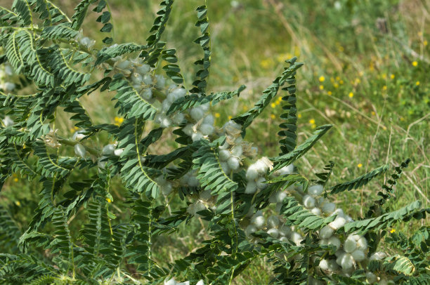 野生植物,黄芪