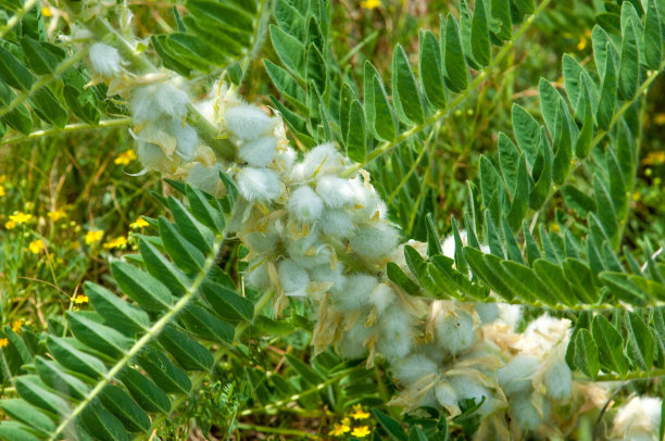 野生植物,黄芪