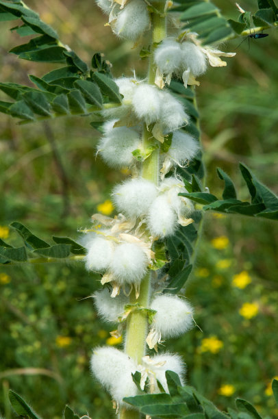 野生植物,黄芪