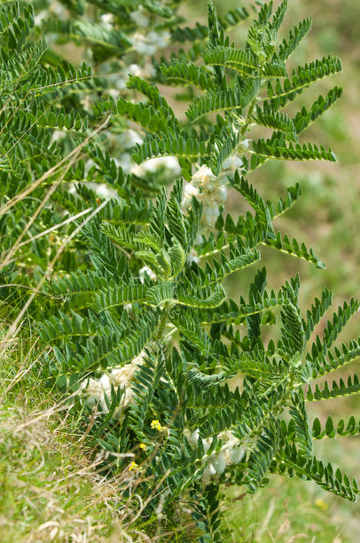 野生植物,黄芪