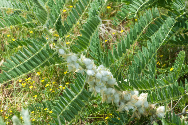 野生植物,黄芪